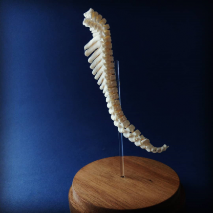 porcine vertebral column on stand left facing
