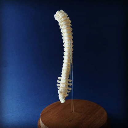 porcine vertebral column on stand rear facing