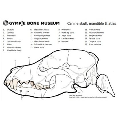 gympie bone museum anatomical colouring in dog skull worksheet thumbnail