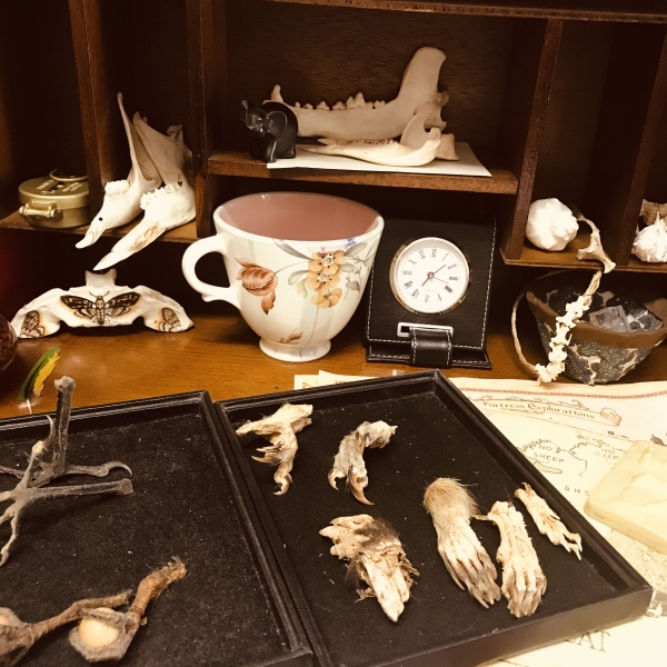 My desk at the Gympie Bone Museum. photo credit Janet Lee